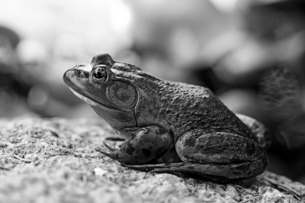Bullfrog Black And White by Deb Oppermann